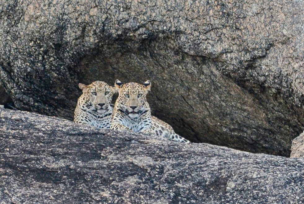 Best Jungle Safari In Rajasthan