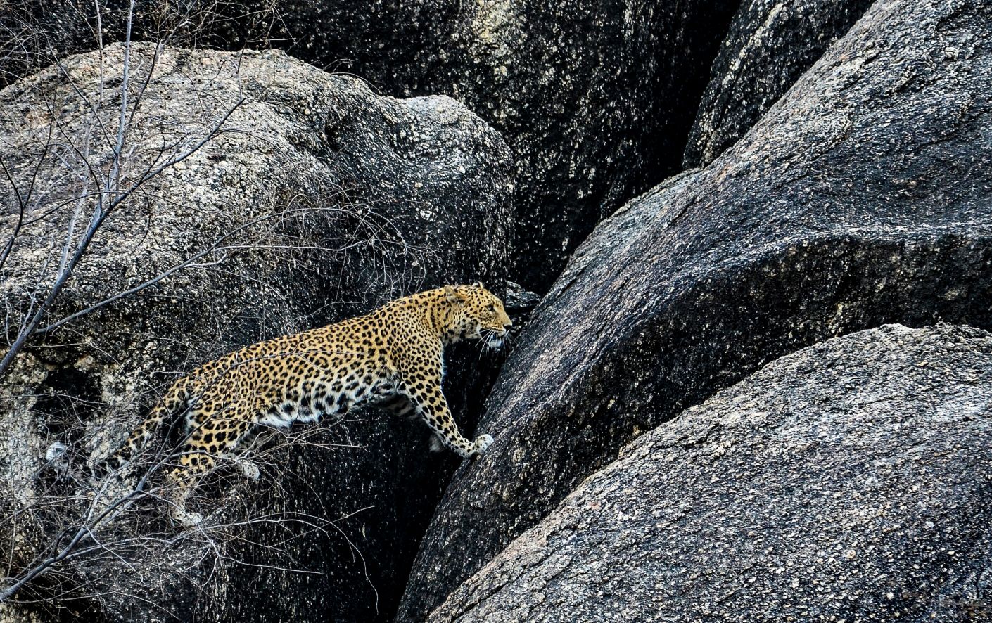 Do's and Don'ts of Bera Leopard Safari