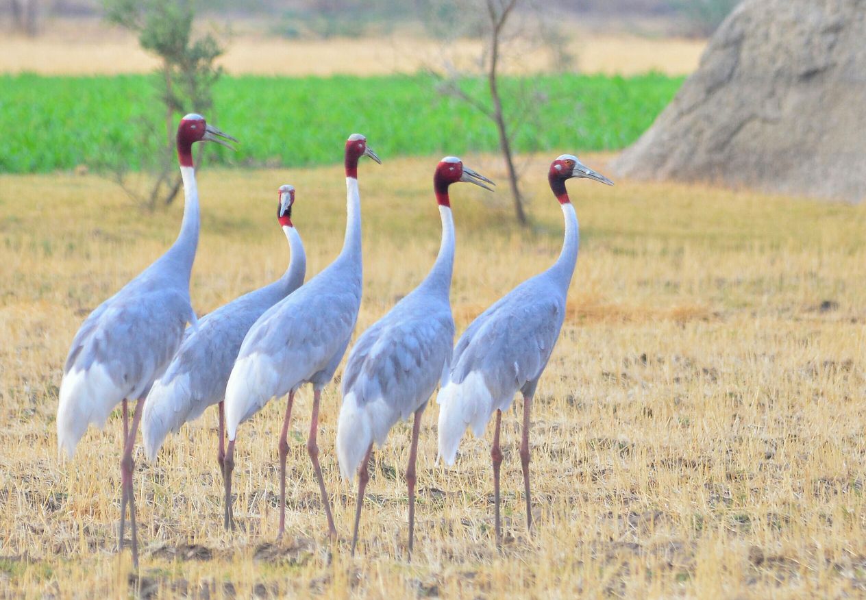Sarus cranes walking through farmland near the Jawai wetlands